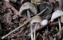 Psathyrella corrugis
