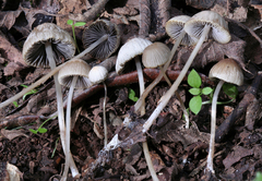 Psathyrella corrugis