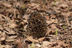 Morchella esculenta
