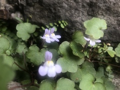 Cymbalaria muralis