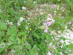 Silene secundiflora