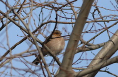 Fringilla coelebs