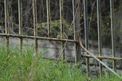 Ficedula hypoleuca