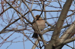 Fringilla coelebs