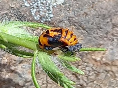 Coccinella algerica