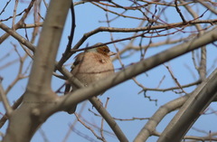 Fringilla coelebs