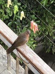 Streptopelia senegalensis