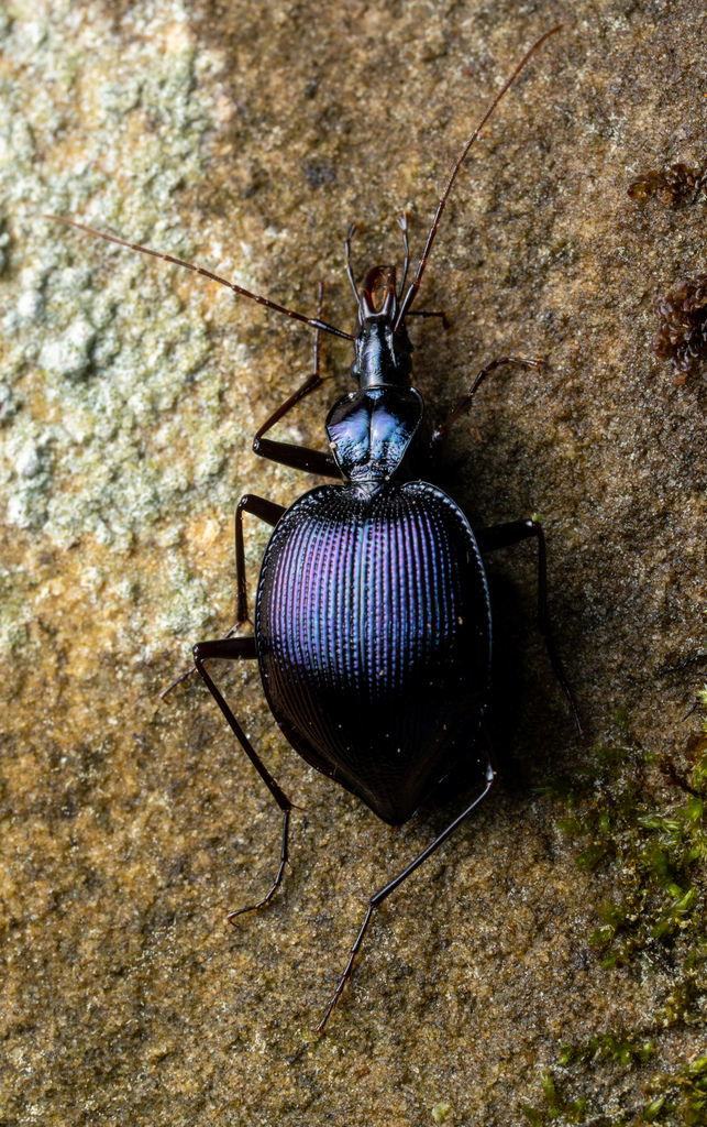 Andrew's Snail-eating Beetle
