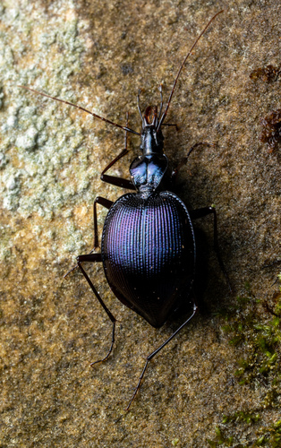 Andrew's Snail-eating Beetle