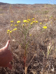 Malacothrix foliosa foliosa
