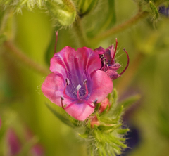 Echium plantagineum