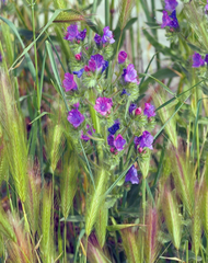 Echium plantagineum