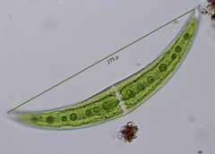 Closterium moniliferum