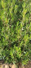 Ornithostaphylos oppositifolia