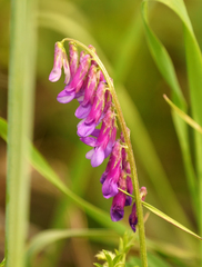 Vicia villosa