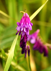 Vicia villosa