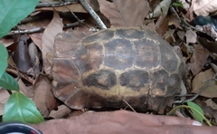 Kinixys erosa