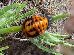 Coccinella algerica