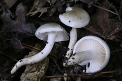 Hygrophorus occidentalis