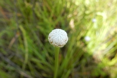 Lachnocaulon digynum