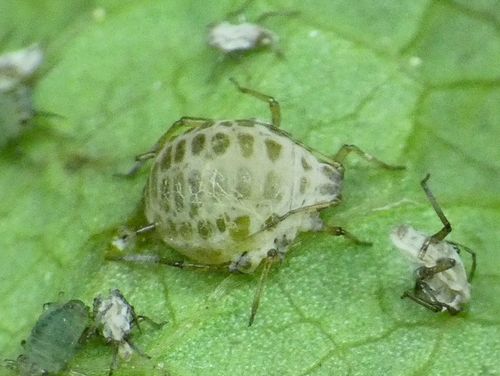 Diaeretiella rapae observed 2022-04-20