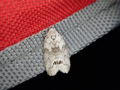 Polygrammate