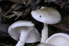 Hygrophorus occidentalis