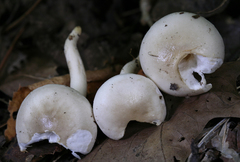 Hygrophorus occidentalis