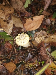 Neolysurus arcipulvinus