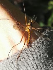 Dictenidia bimaculata