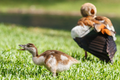 Alopochen aegyptiaca image