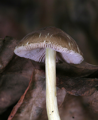 Pluteus austrofulvus