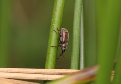 Doydirhynchus austriacus