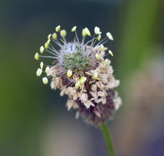 Plantago lagopus