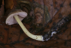 Pluteus austrofulvus