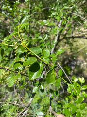 Prociphilus fraxinifolii