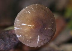 Pluteus austrofulvus