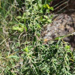Barleria bremekampii