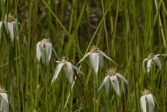 Rhynchospora colorata