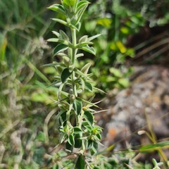 Barleria bremekampii