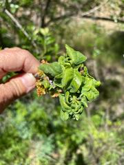 Prociphilus fraxinifolii