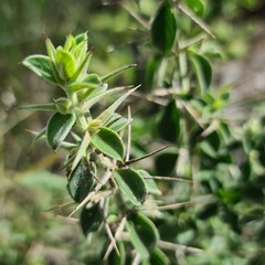 Barleria bremekampii