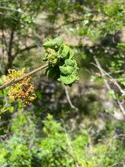 Prociphilus fraxinifolii