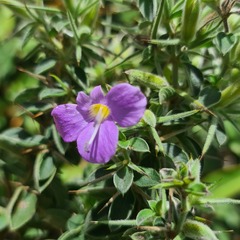 Barleria bremekampii