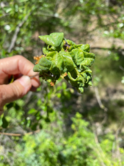 Prociphilus fraxinifolii