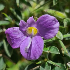 Barleria bremekampii