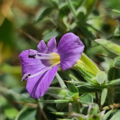 Barleria bremekampii
