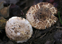 Inocybe dulciolens
