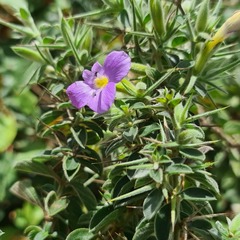 Barleria bremekampii