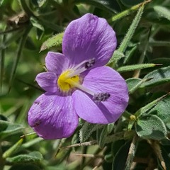 Barleria bremekampii